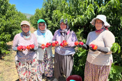 İznikli nektarin üreticisinden fiyat tepkisi
