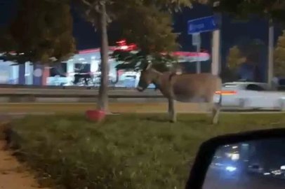 Ağaca bağlanan eşek dikkat çekti
